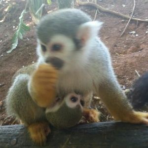 Meet your Posher, Juan